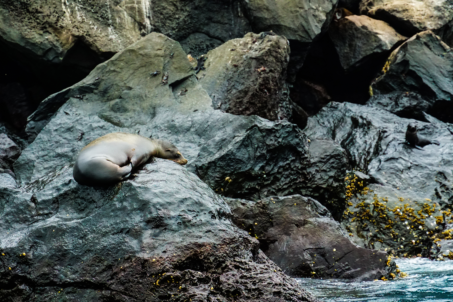 A Galápagos sea lion is completely unbothered by Zodiac boats coming by its chosen resting spot. The sea lion was still there when we came by later, heading back to the ship.